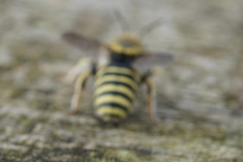 Anthidium diadema
